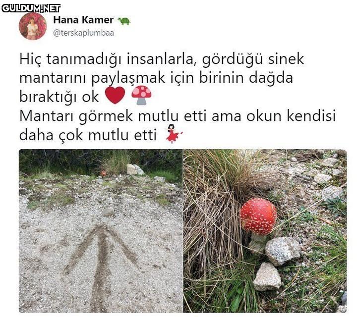 Hana Kamer e...