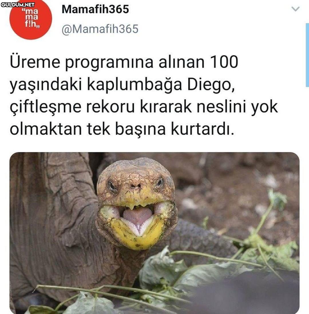 Diego sen nasıl bir...