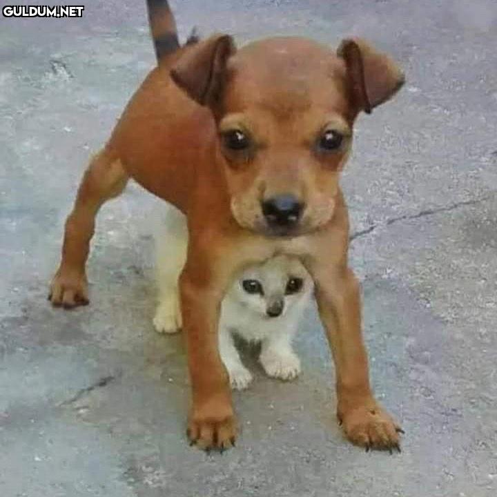 sen bizim kardeşe hav demişsin