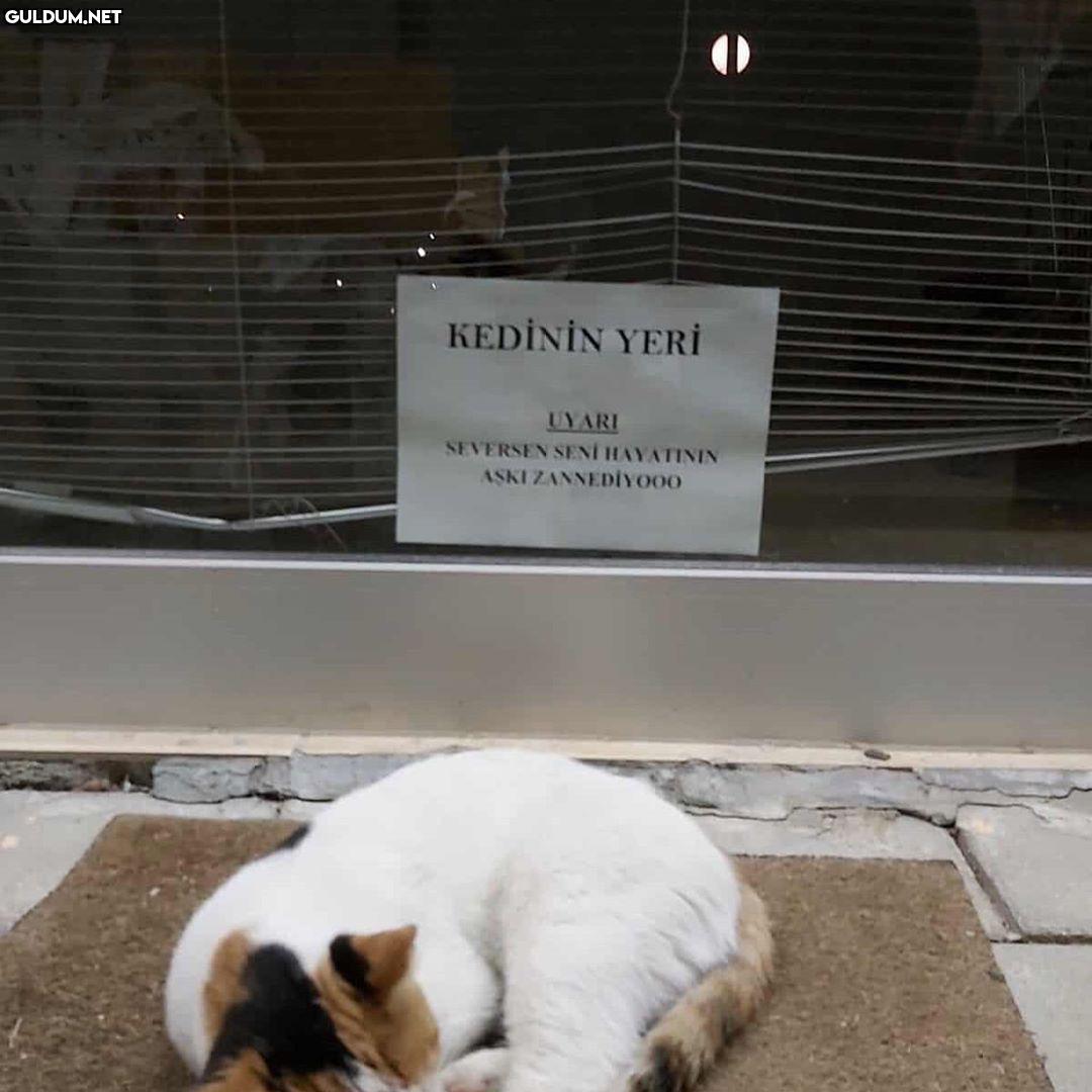 Tanıdık geldi KEDİNİN YERİ...
