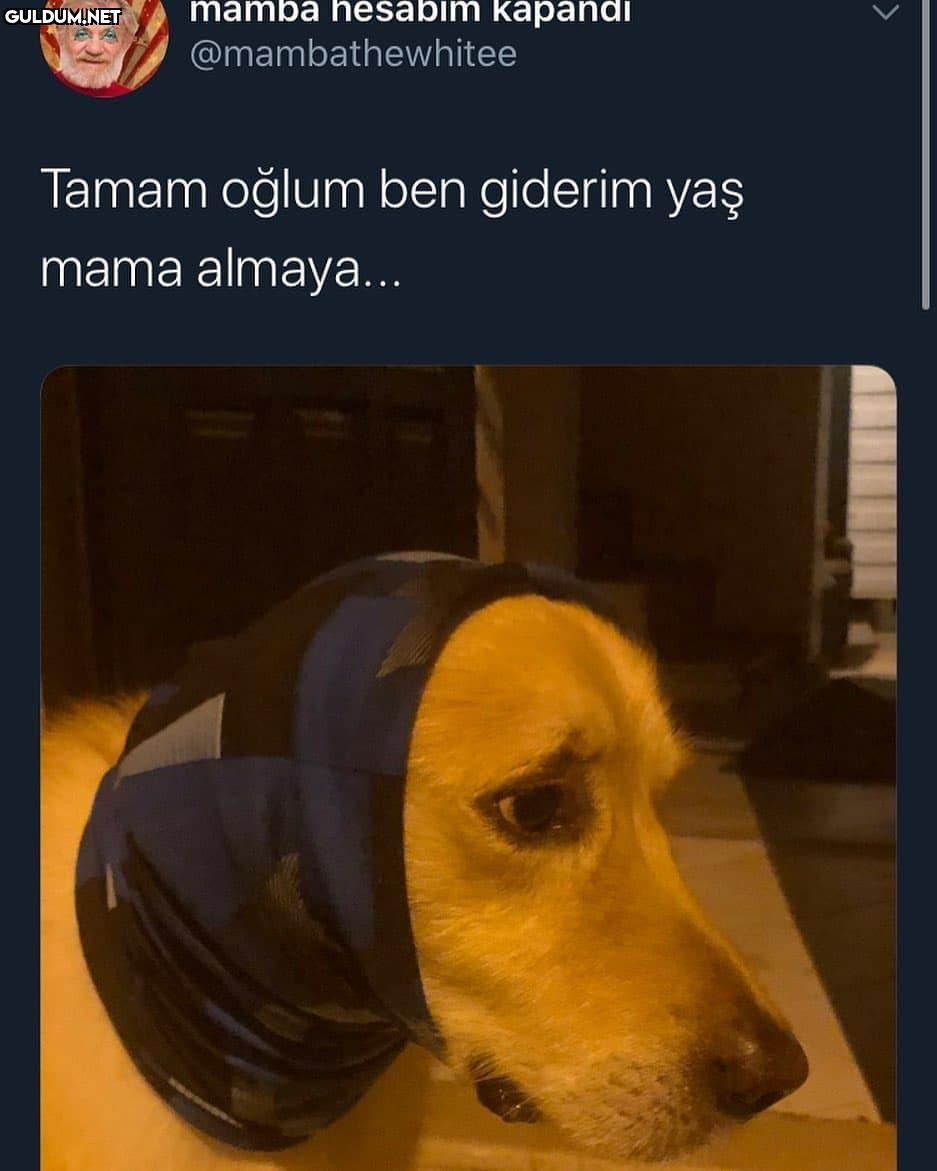köpekleri üzmeyin mamba...