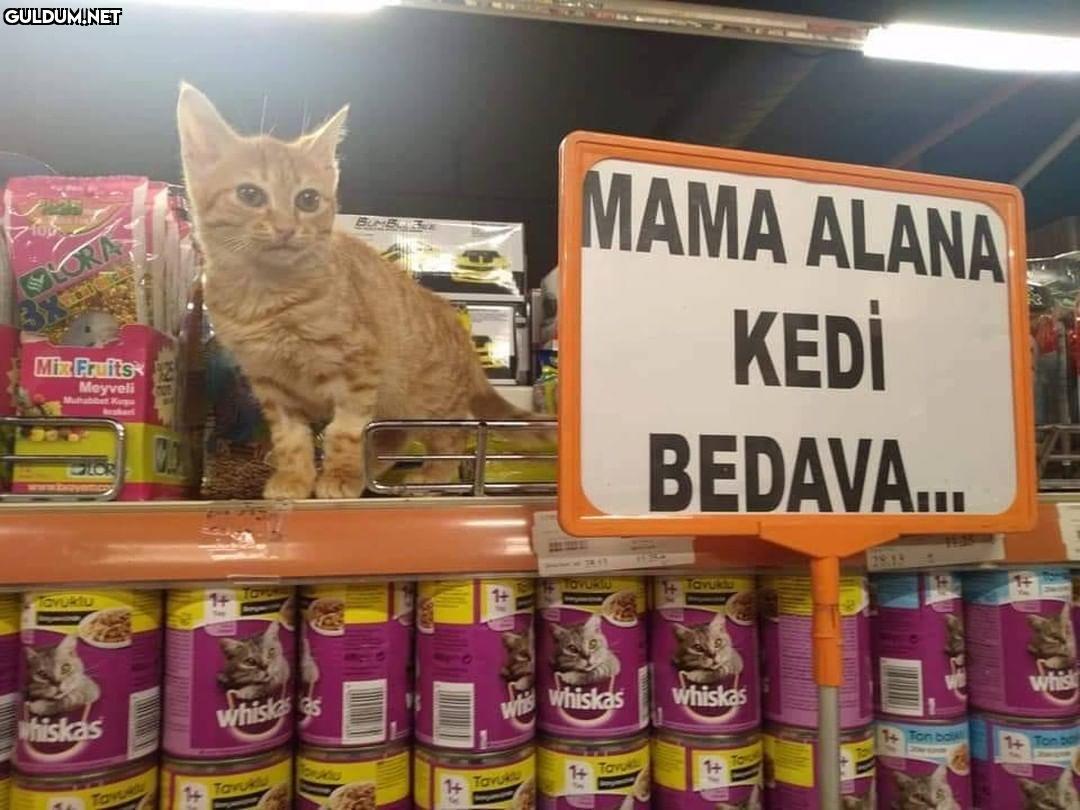 Kampanyaya gel 😂 MAMA...