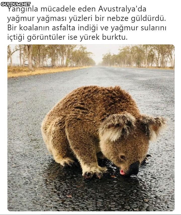Yangınla mücadele eden...