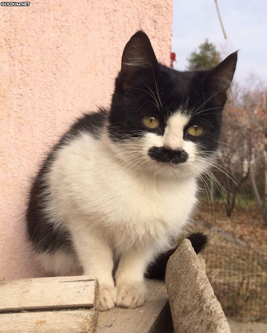 Vallaha sataram köyü ha