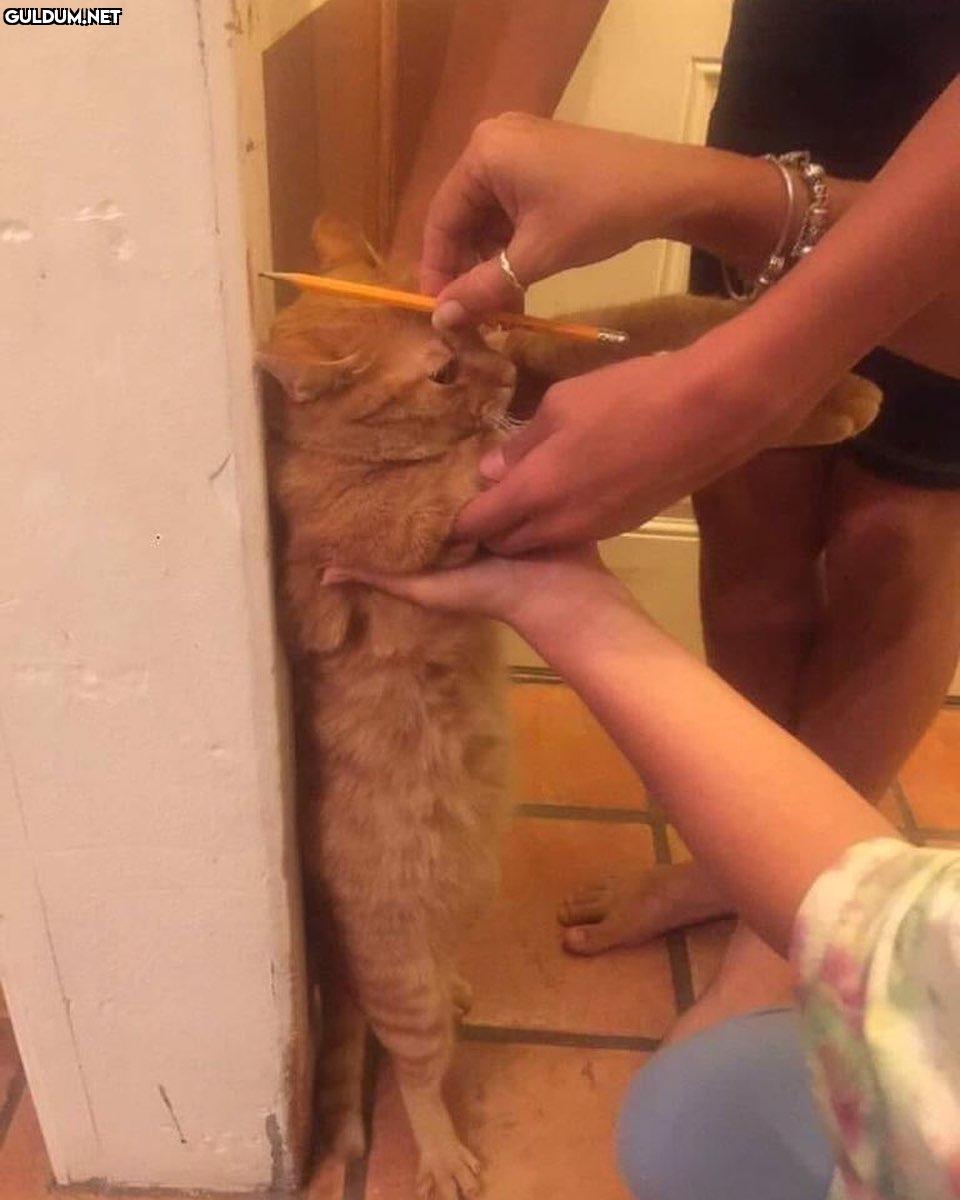 git gide daha çok...