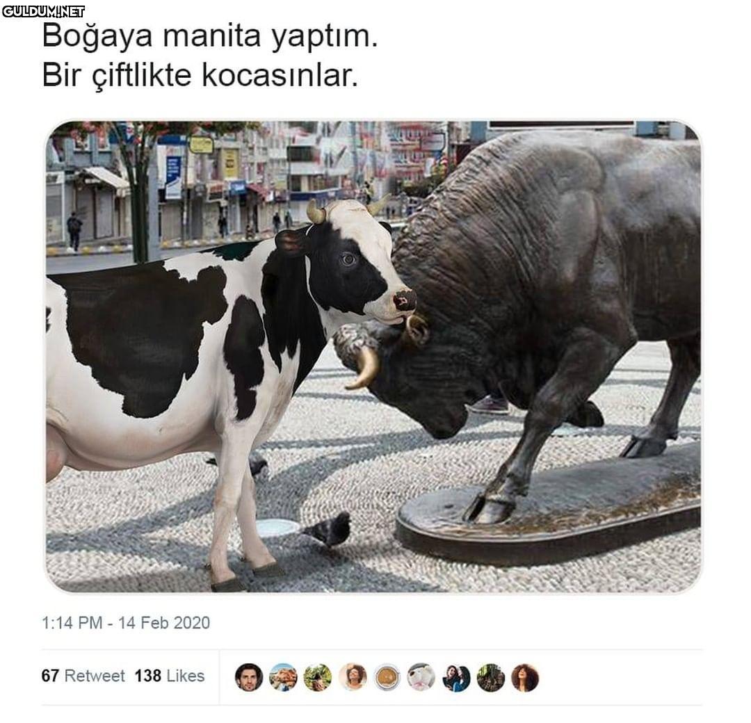 Kadıköy boğası gerçek aşkı...