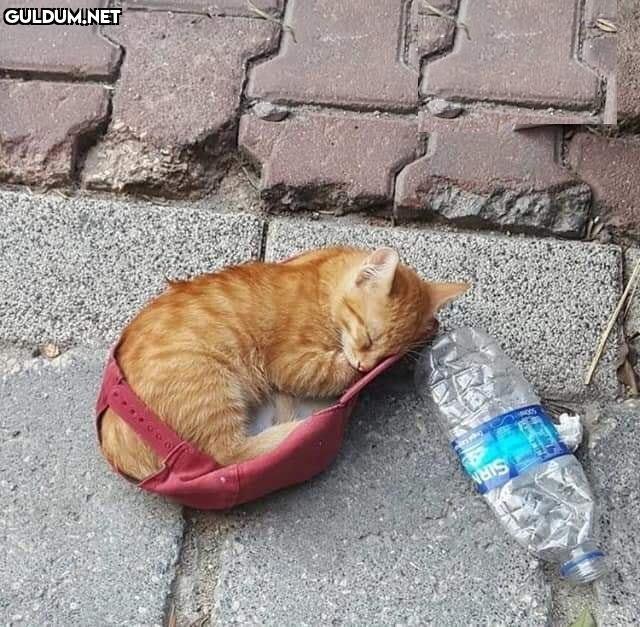 Günaydın 😊 SIR