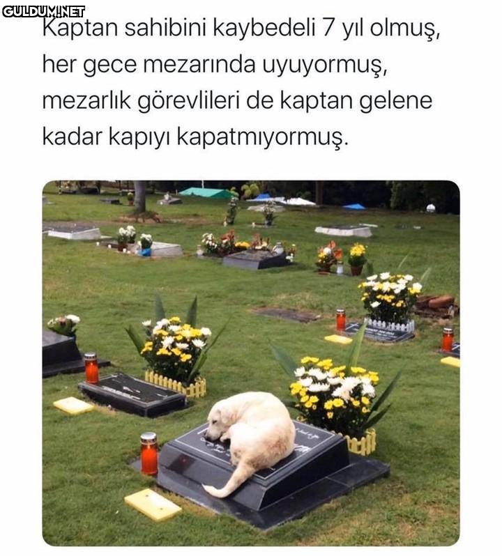 Kaptan sahibini kaybedeli...