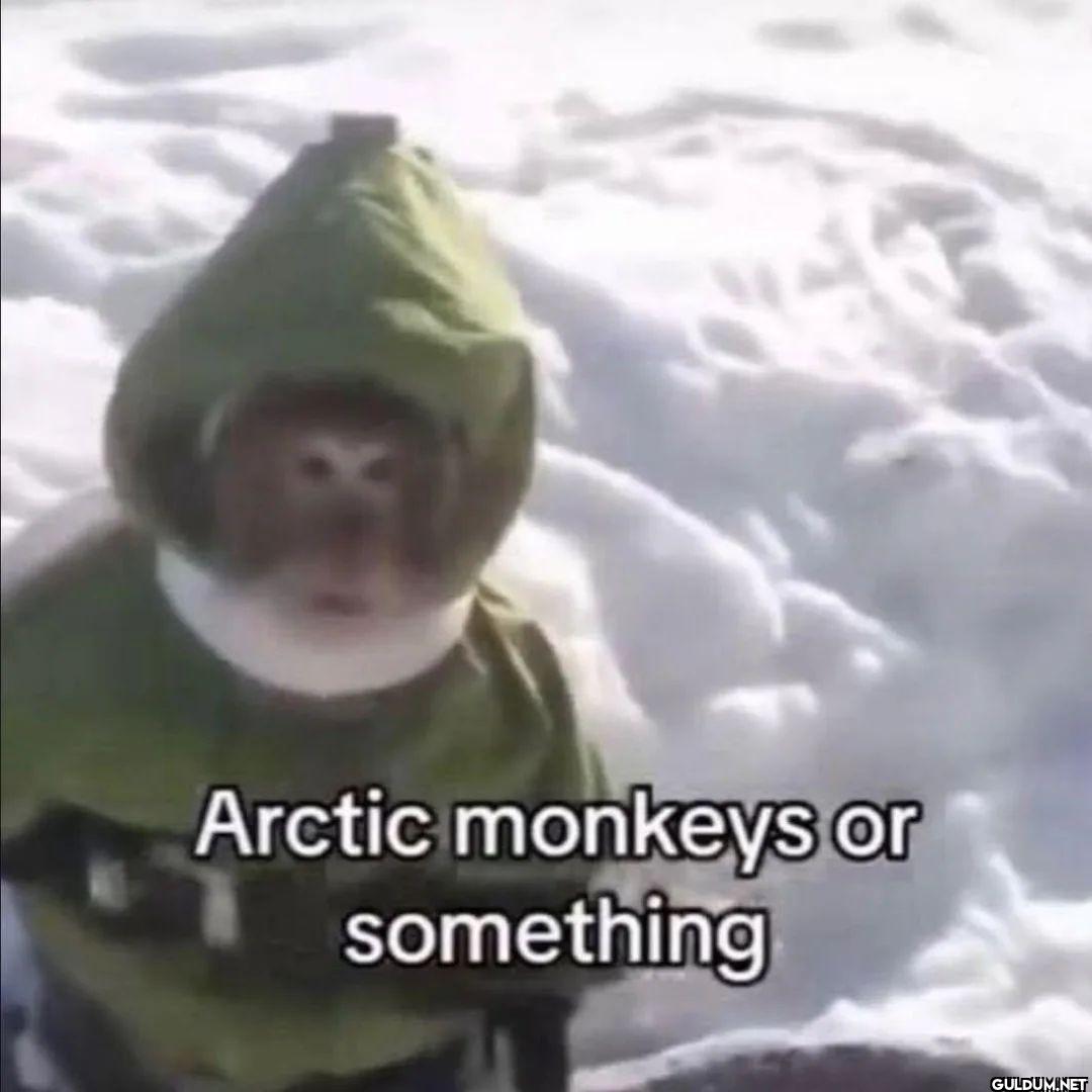 Arctic monkeys or something