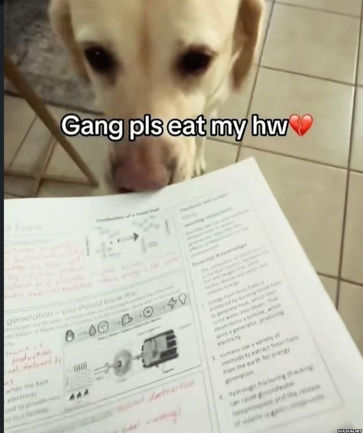 Gang pls eat my hw