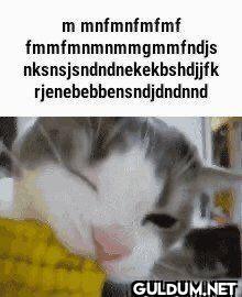 m mnfmnfmfmf...