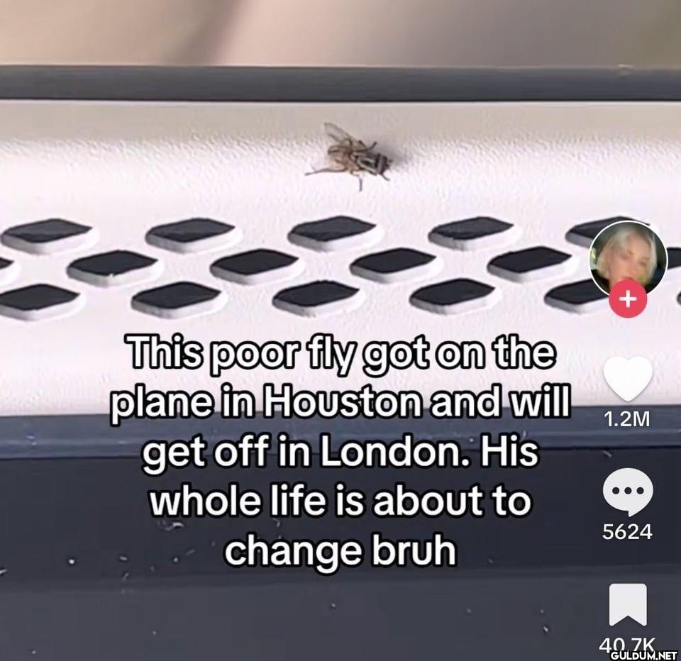 + This poor fly got on the...