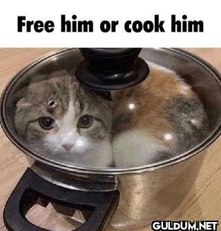 Free him or cook him