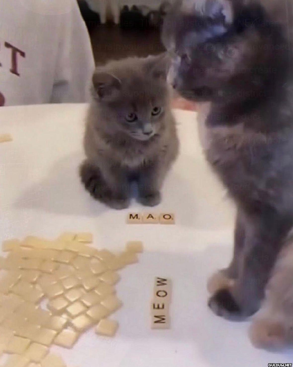 T M. A. O. MEOW