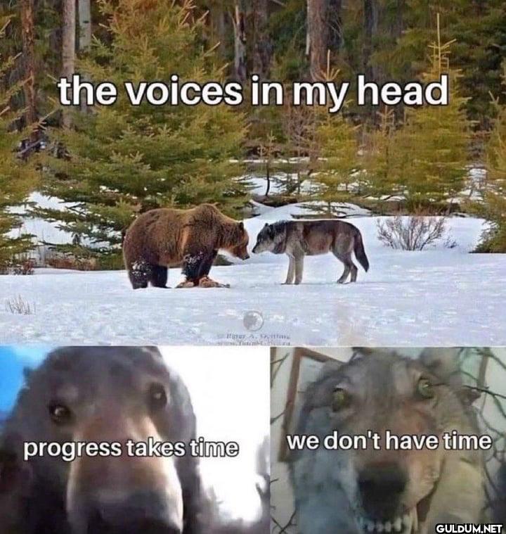 the voices in my head...