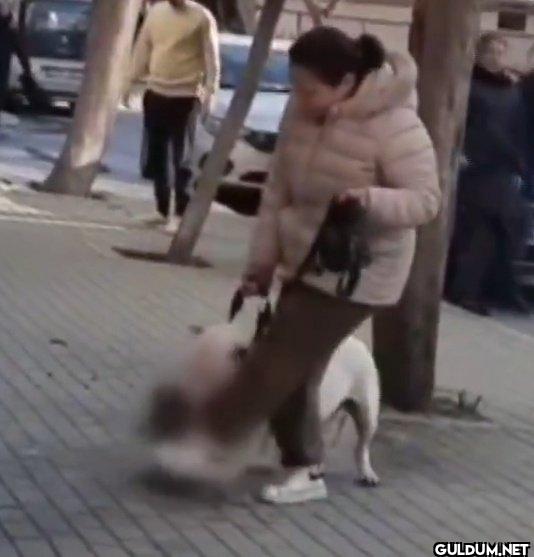 Hala ölmüş hayvanın...