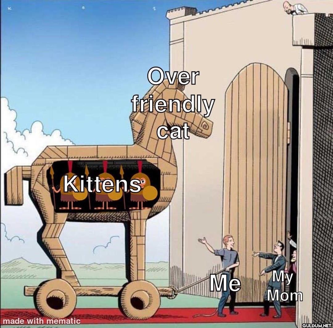 Over friendly cat Kittens...