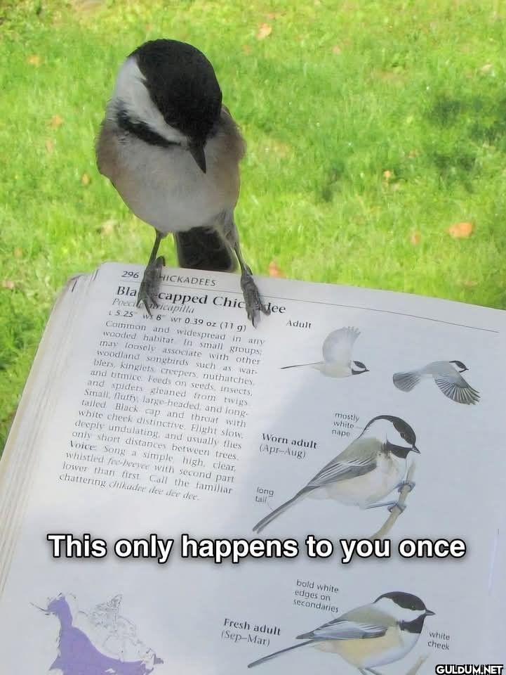 296 CHICKADEES...
