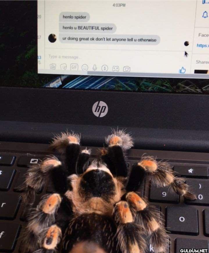henlo spider henlo u...