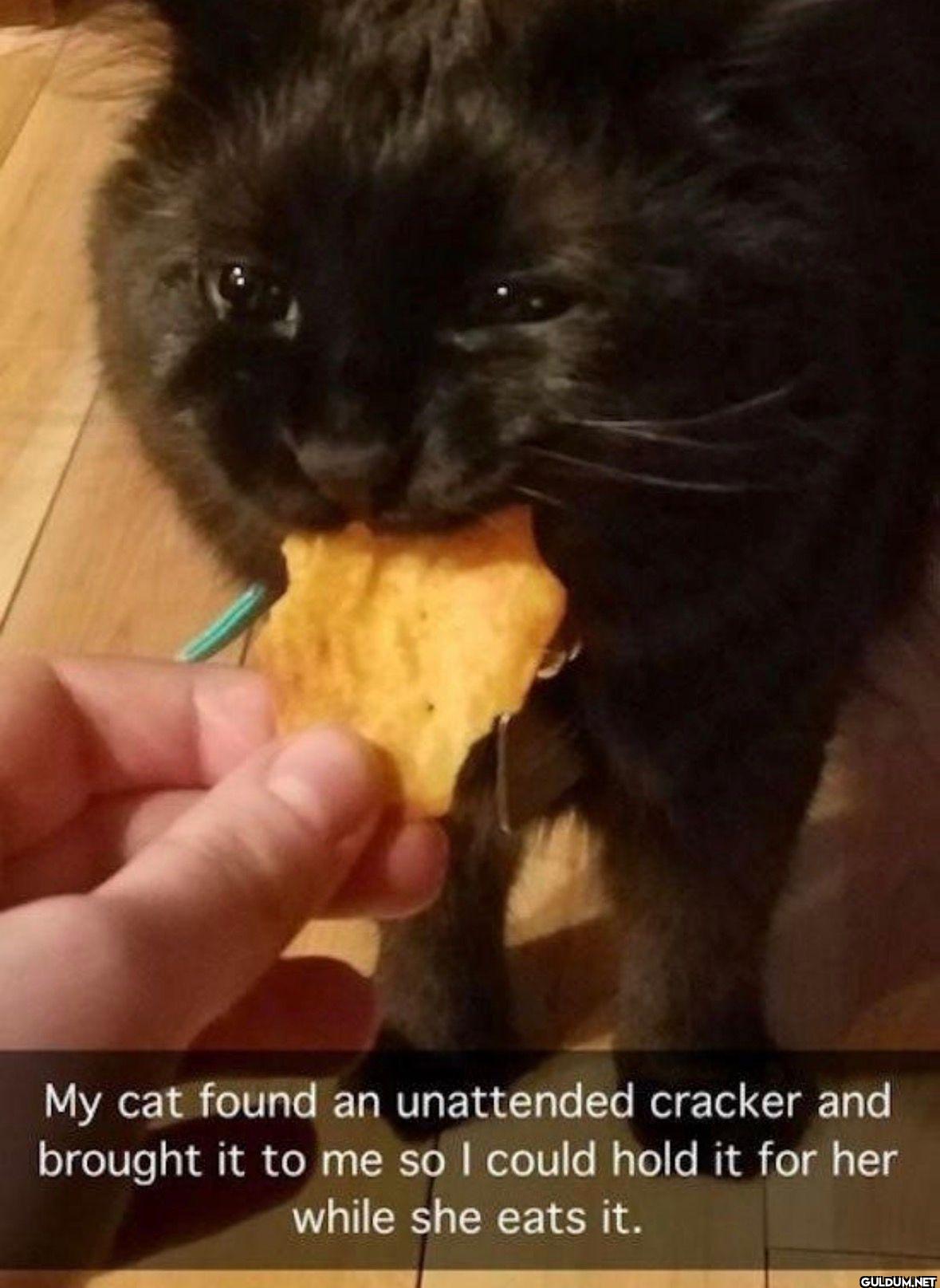 My cat found an unattended...