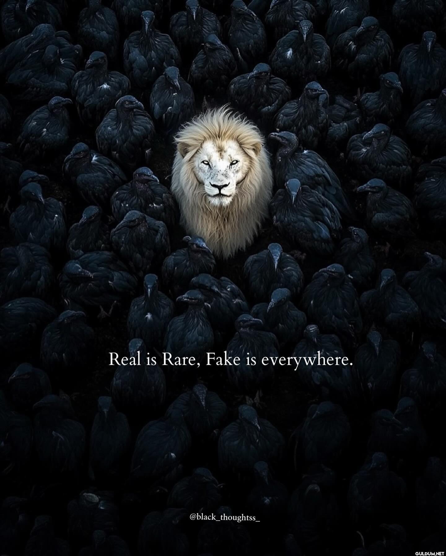 17.    Real is Rare, Fake...