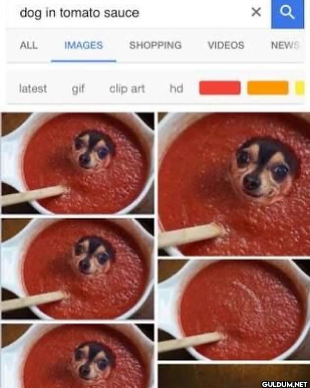 ︎ ︎ ︎ ︎ ︎    dog in tomato...