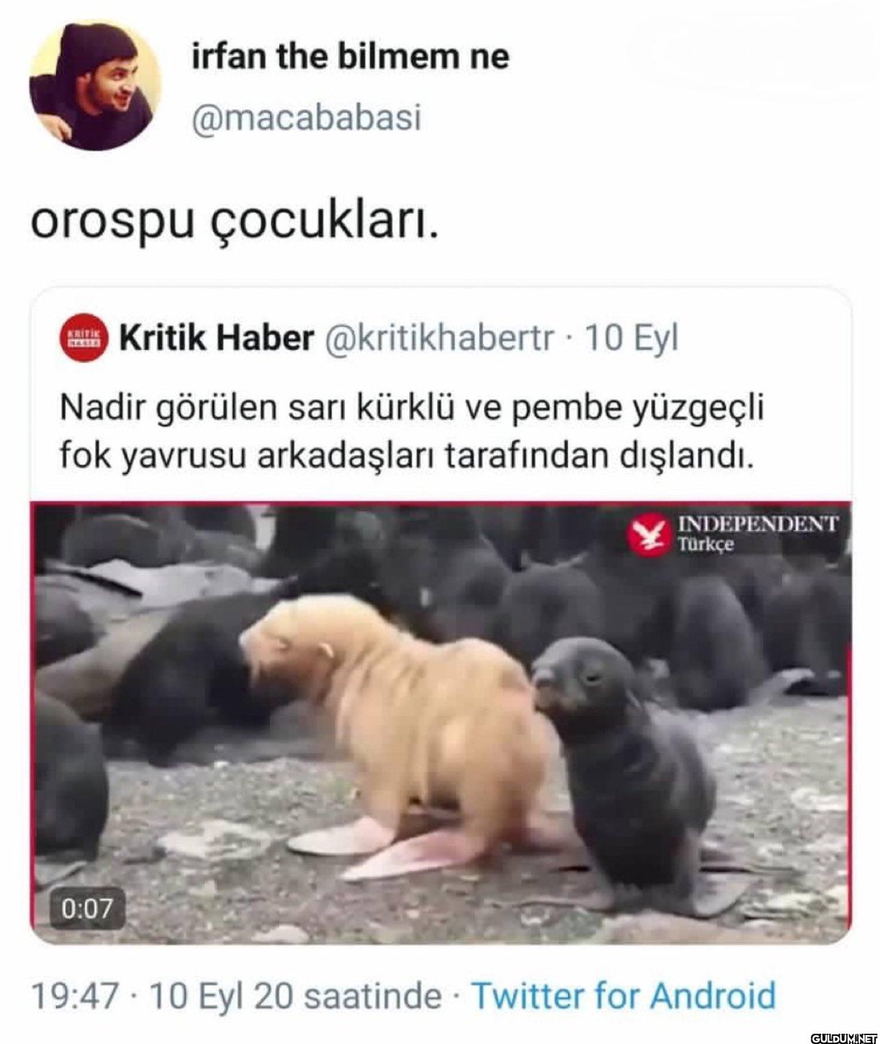 orospu çocukları. Kritik...