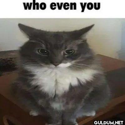 who even you