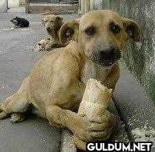 @yagosabuncuoglu Sorunun masumiyet: