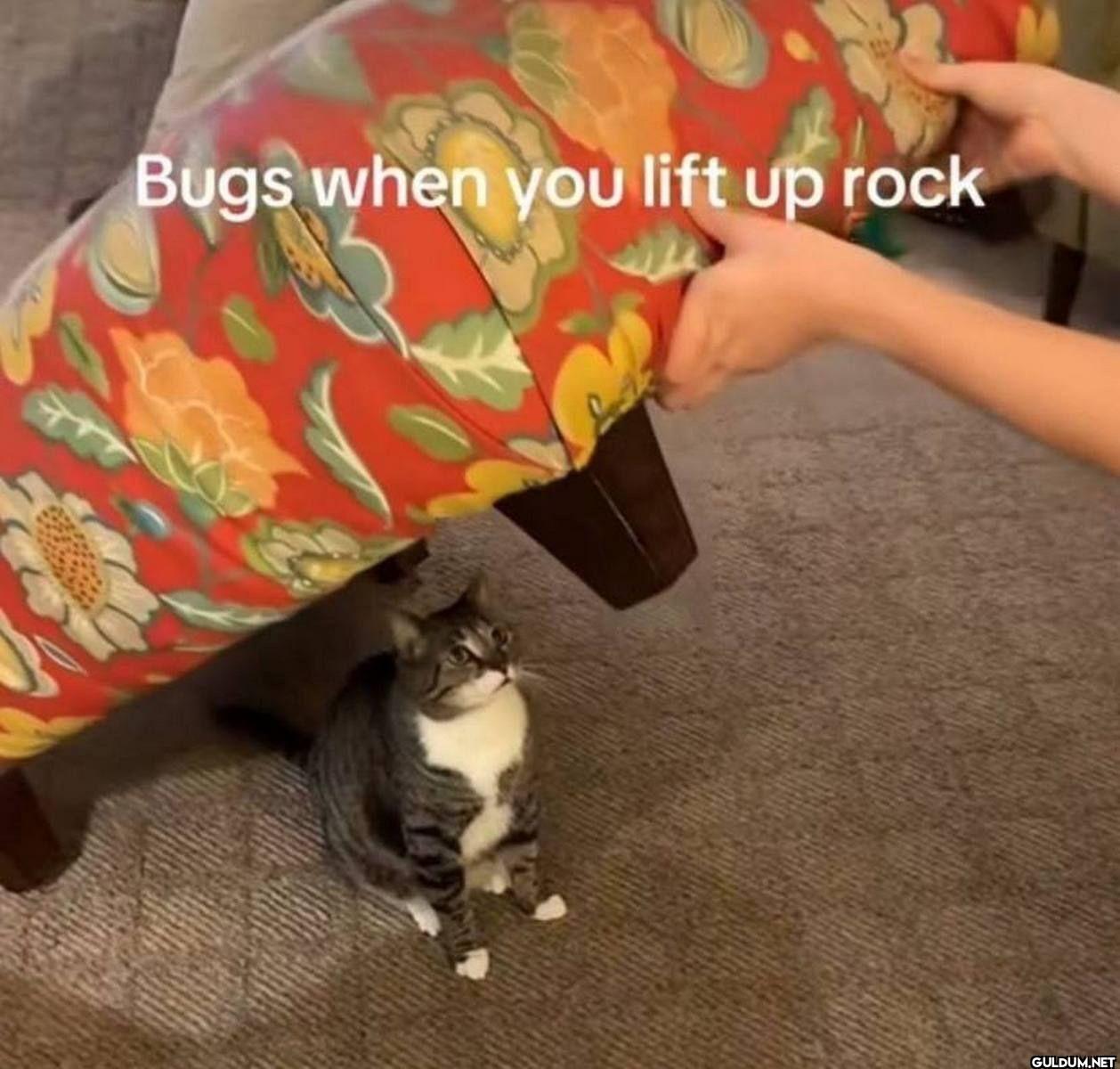 Bugs when you lift up rock