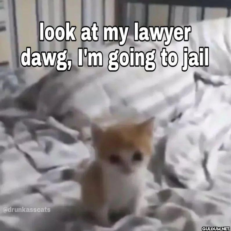 look at my lawyer dawg,...