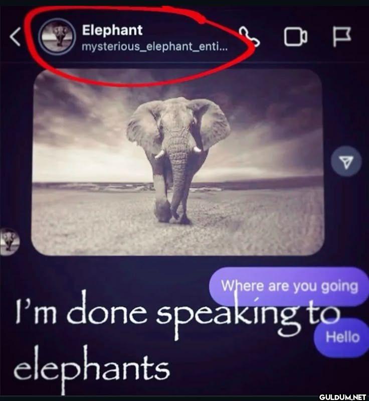 Elephant...