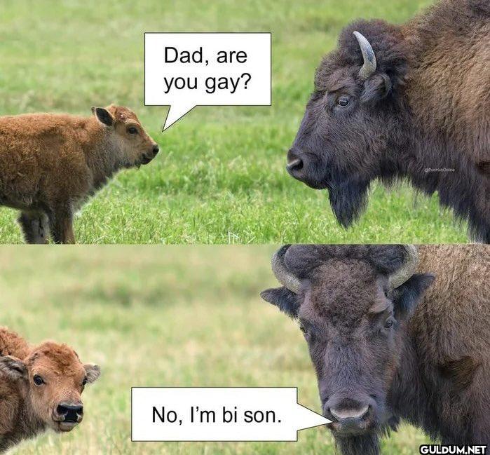 Dad, are you gay? No, I'm...
