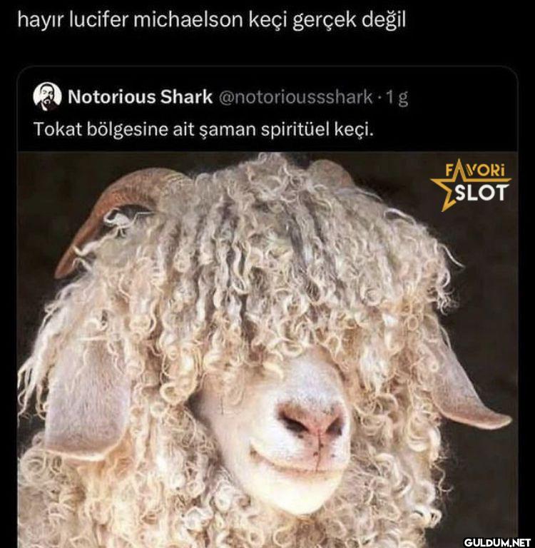 hayır lucifer michaelson...