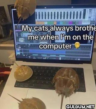 My cats always bother me...