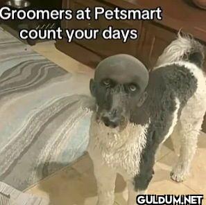 Groomers at Petsmart count...