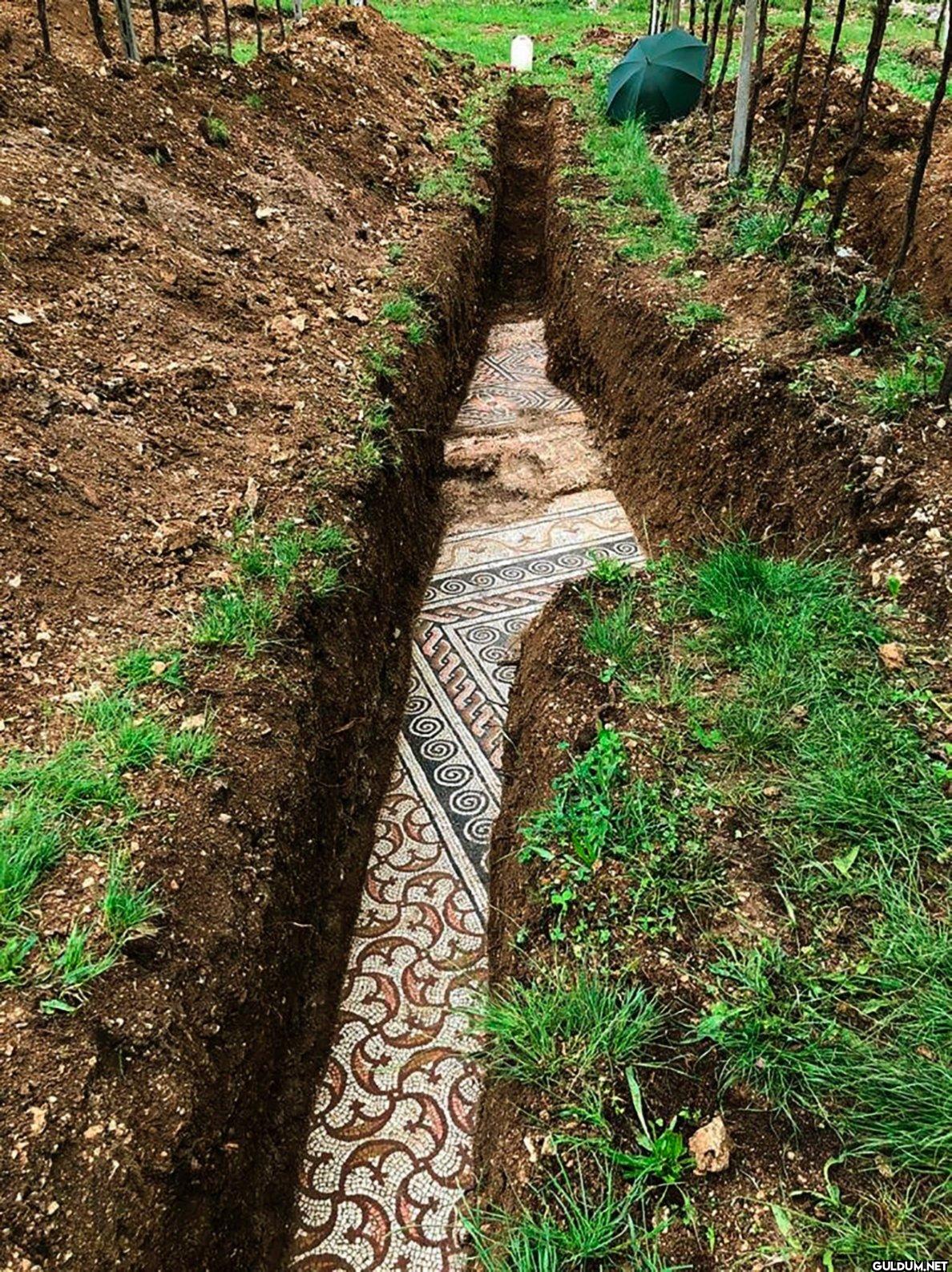 4. İtalya'daki bir üzüm...