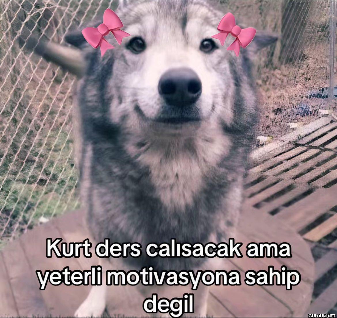 Kurt ders calısacak ama...