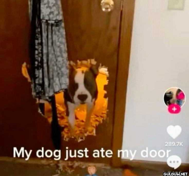 My dog just ate my door