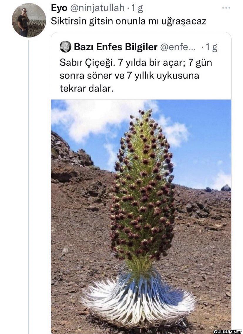 1 g Siktirsin gitsin...