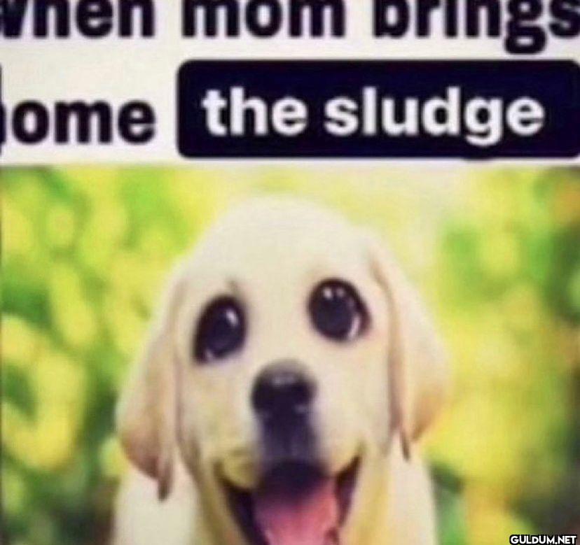 when mom brings home the sludge