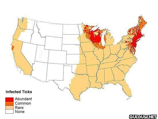 Distribution of ticks...