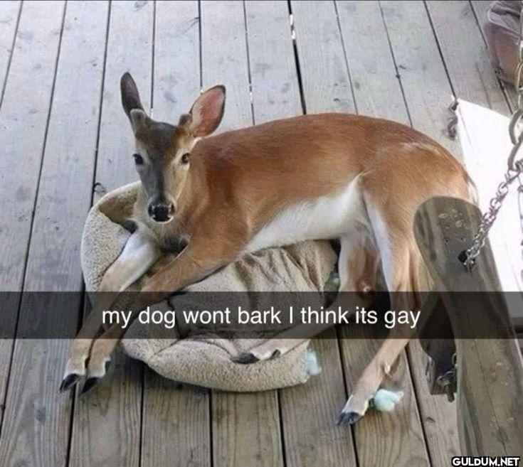 my dog wont bark I think its gay