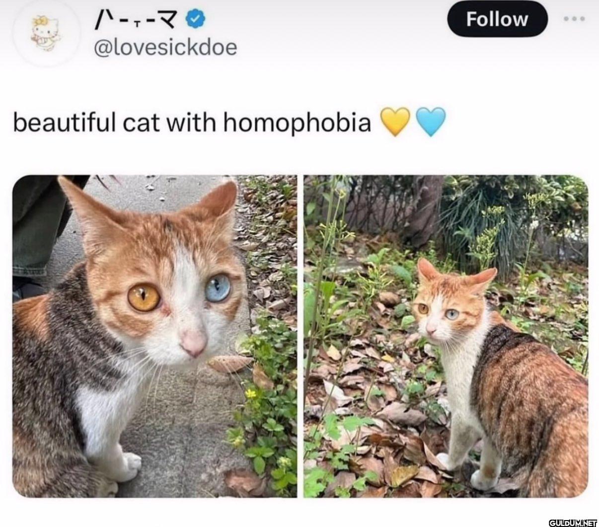 beautiful cat with...