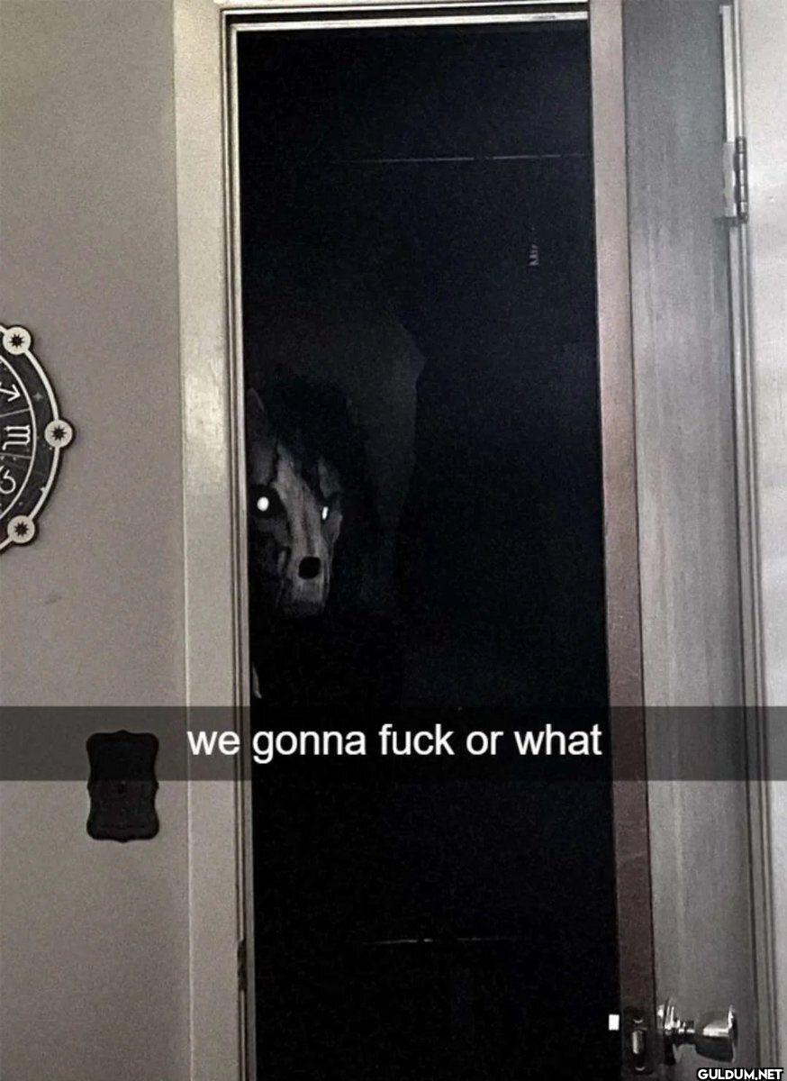we gonna fuck or what