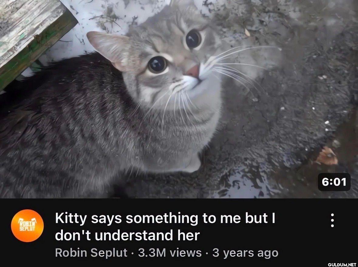 Kitty says something to me...