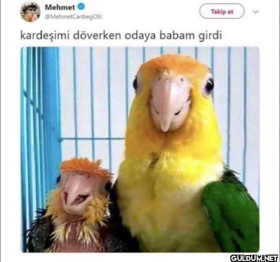 Mehmet MehmetCanbegOfc...