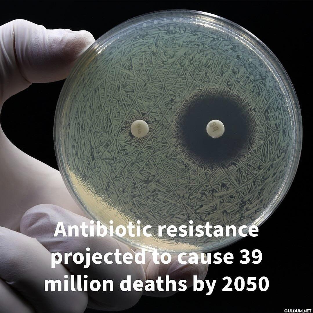 🤔    S Antibiotic...
