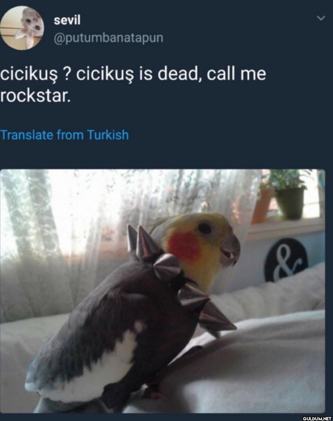 cicikuş ? cicikuş is dead,...