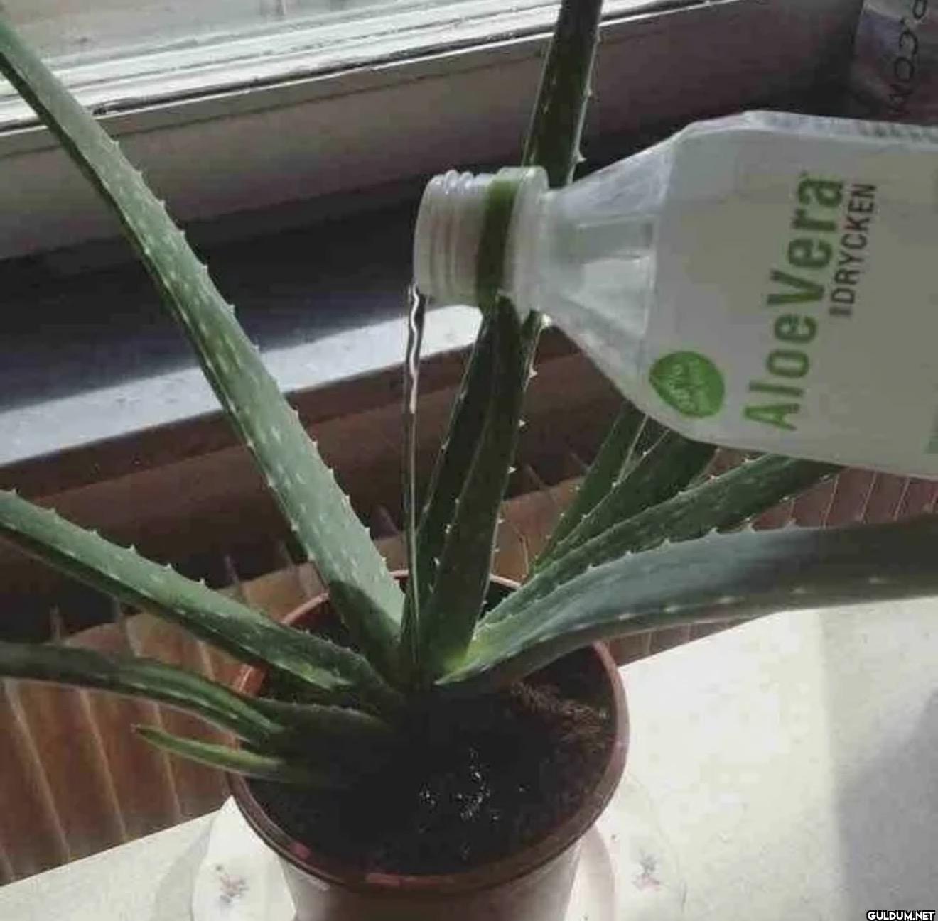 Aloe Vera IDRYCKEN